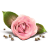http://www.iconarchive.com/icons/artdesigner/gentle-romantic/48/rose-icon.png
